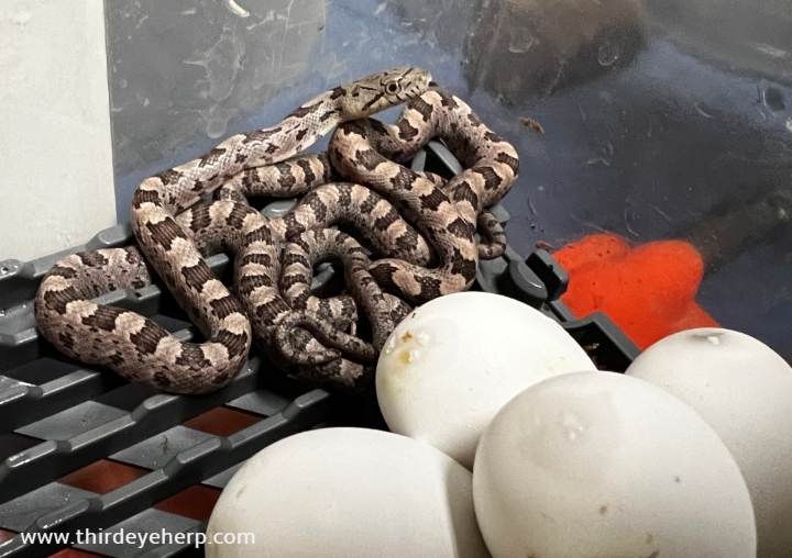 Everglades Rat Snakes